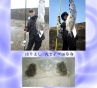 台灣、日本釣友使用日本 HARIYOSHI はりよし遠投用釣鉤釣穫成果
丸セイゴ 白